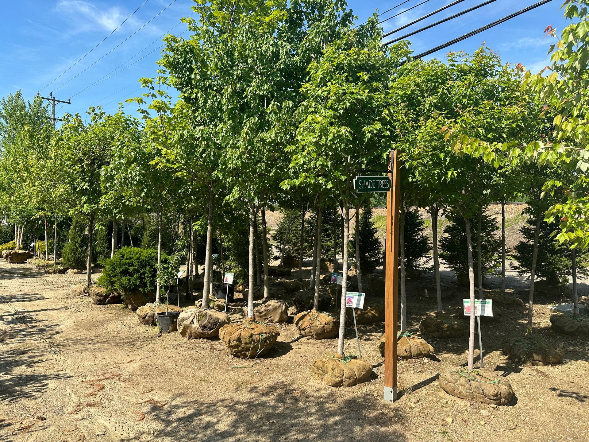 Rows of trees ready for planting at Brochu's nursery